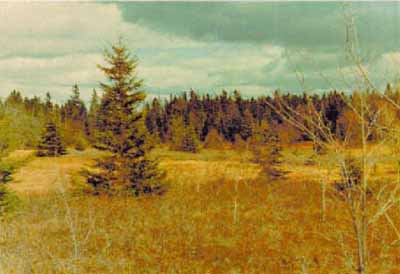 General view of Debert Palaeo-Indian Site National Historic Site of Canada. (© Parks Canada Agency / Agence parcs Canada.)