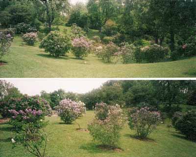 View of the Katie Osborne Lilac Collection at the Royal Botanical Gardens, 2002. © Parks Canada Agency / Agence Parcs Canada, Jamie Dunn, 2002.