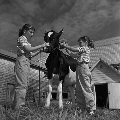 Joyce et Sharon Wilkins prenant soin d'un veau de race Holstein. © Bibliothèque et Archives Canada | Library and Archives Canada/National Film Board fonds | Fonds de l'Office national du film /e011176824