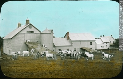 Dairy farm, QC, about 1922
Anonyme - Anonymous © Musée McCord Museum / MP-0000.25.455