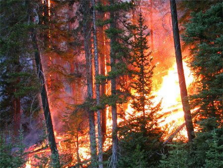 Fires burns in the forests of Kootenay National Park’s Vermilion River area during the fires of 2003.