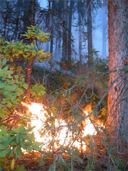 Incendies dans le parc national Kootenay