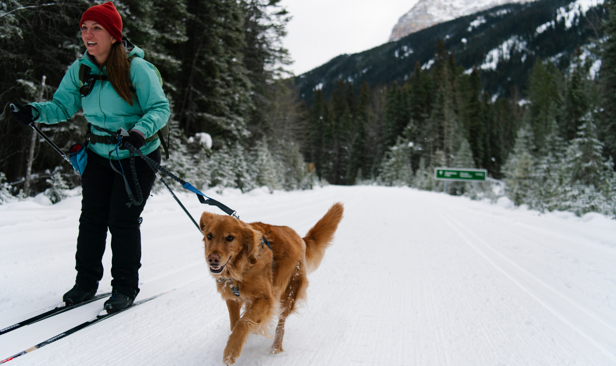 Un skieur de fond glisse sur une piste damée en pente. Son chien en laisse court à ses côté sur la route de la vallée Yoho dans le parc national Yoho.