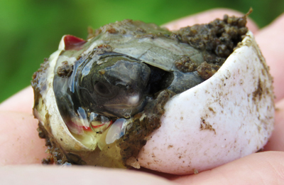 Wood turtle hatchling in a hand.