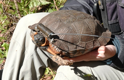 VHF radio transmitter on an adult wood turtle in the hands of an employee.