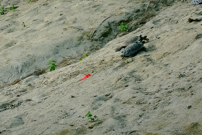Wood turtles in the sand.