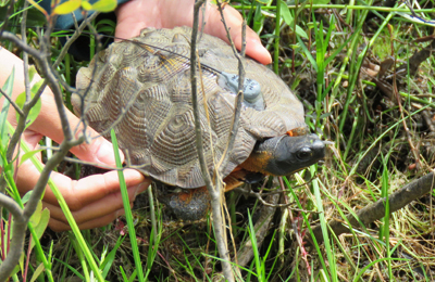 An employee leaves a juvenile wood turtle in the grass.