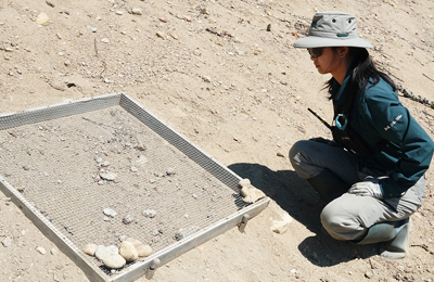 An employee monitors a mesh screen over a wood turtle nest.