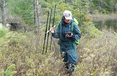 The employee has a telemetry receiver and a radio telemetry antenna to locate the turtles in the forest.