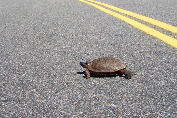 Wood turtle on the Parkway.