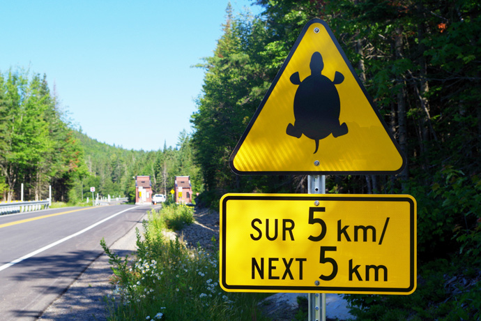 Road sign indicating that turtles may be present at La Mauricie National Park.