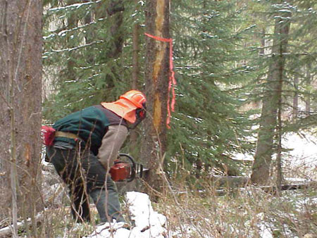 chopping down trees. cutting down a pine tree