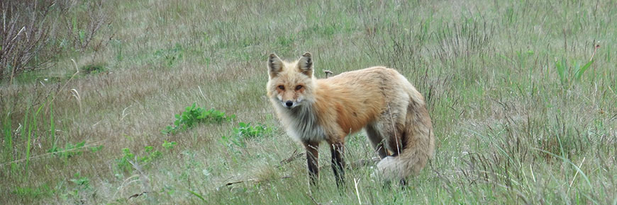 Red fox in PEI National Park. 