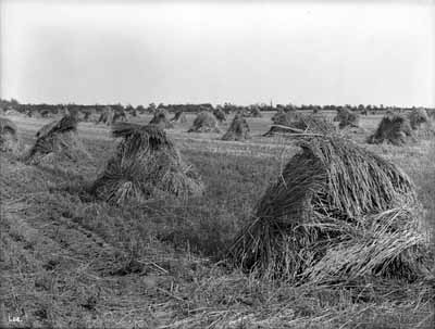 Red Fife wheat, Experimental Farm. © Expired
