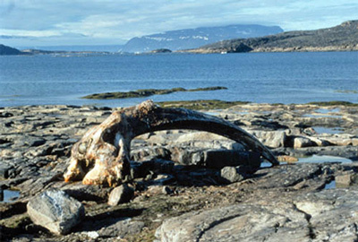 General view of the Kekerten Island Whaling Station showing remnants of a bowhead whale, 1999. © Natural Resources Canada \ Ressources naturelles Canada, 1999.