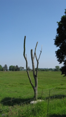 General view of 'Danger Tree', a surviving battlefield remain. © Parks Canada Agency | Agence Parcs Canada, S. Desjardins, 2009.