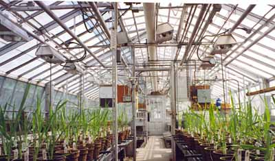 View of the interior of the Cereal Crops Building, showing the extant system of steam pipes and control mechanisms, which were responsible for maintaining controlled experimental conditions in the greenhouses, 1995. © Parks Canada Agency / Agence Parcs Canada, 1995.