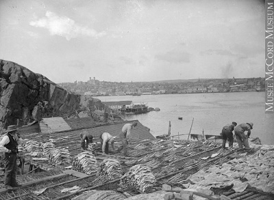 Drying codfish, St. Johns, NF, about 1900 © Musée McCord Museum / MP-0000.4.14