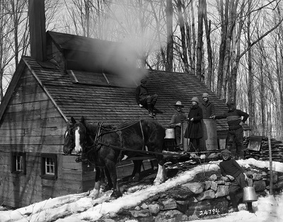Maple sugar bush - collecting maple sap Saint-Hilaire, Québec 1926 © Canadian National Railways | Chemins de fer nationaux du Canada / Library and Archives Canada | Bibliothèque et Archives Canada / PA