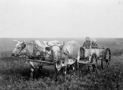 Doukhobor ox cart © Bibliothèque et Archives Canada | Library and Archives Canada / C-007815