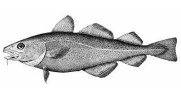 Cod fish drawing, Battle of the Restigouche National Historic Site