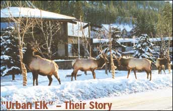 Urban Elk - Their Story