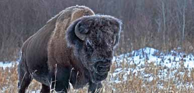 Wood Bison in Elk Island National Park of Canada