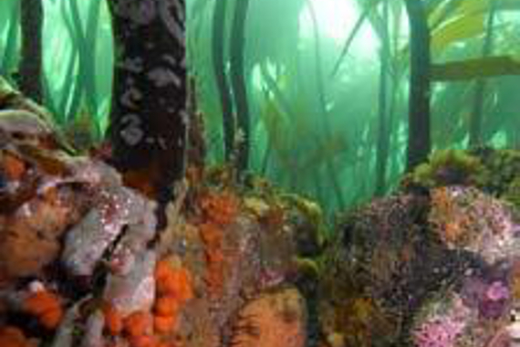 Underwater view of a kelp frond with marine snails in the foreground.