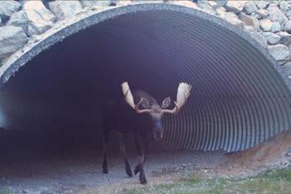 A moose emerging from a highway underpass.