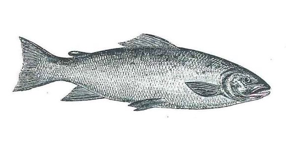 Salmon drawing, Fort Langley National Historic Site