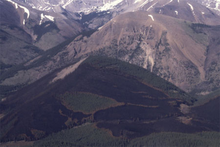 Fire creates a mosaic of burned and unburned patches in the forests of the Panther Valley, Banff National Park.
