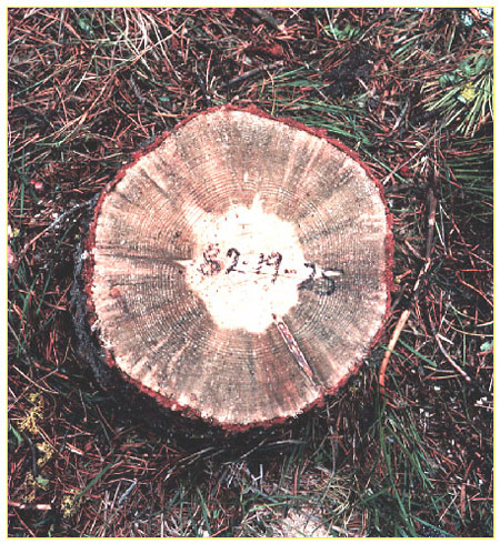 A photograph showing a tree stump infected with blue stain fungi. The fungi is bluish-black and appears as a thick circle from the bark, through the tree rings toward the inside of the tree.
