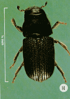 Photo showing an adult mountain pine beetle. The beetle is a quarter of an �0;0;A;    inch long, and black in color.