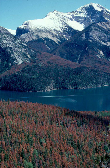 A photograph showing a group of trees with red needles that have been killed by a mountain pine beetle attack.