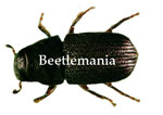 Beetlemania Button
