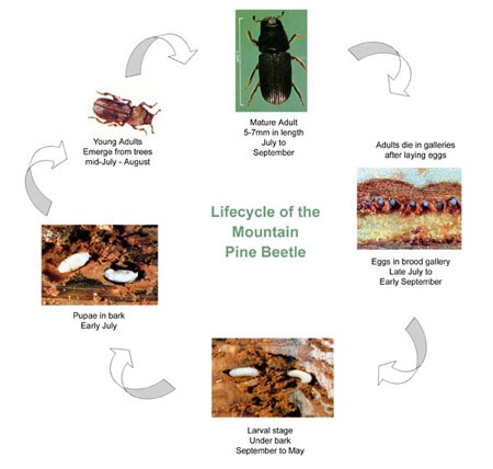 Image showing the lifecycle of the mountain pine beetle. Young adults emerge from trees in mid-July to August. Mature adults attack trees between July and September. In general, they die after the eggs are laid. Eggs are laid in late July to early September. Eggs evolve to larval stage between September and May. They feed under the bark. The larvae become pupae in early July. They continue to grow into young adults, and the cylce begins again.