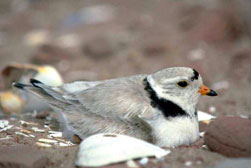 Piping plover on nest