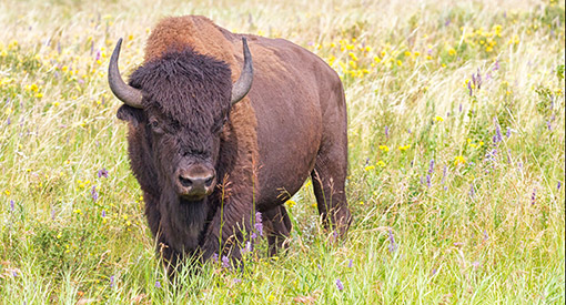 A bison is surrounded by green grass.