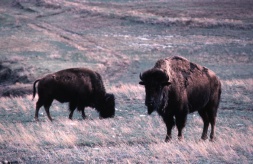 Bison grazing on prairie grasses