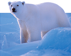 A polar bear in the snow faces the camera.