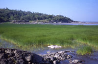 Grosse Île shoreline