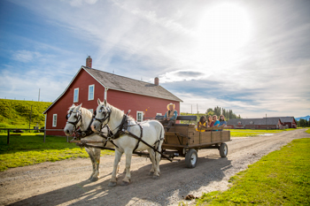 Horse-drawn wagon ride