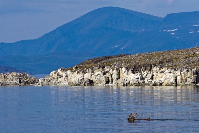 A caribou swims through water toward a rocky shore with mountains in the background. 