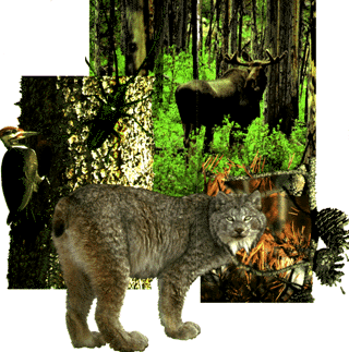 Woodpecker on a tree trunk.  Moose in the understory of a burned stand. A Beetle and Lynx are also seen on the image