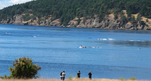 People on land looking out at several killer whales offshore