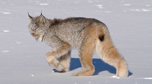 Lynx © M. Bradley