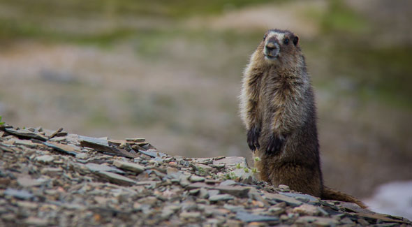 Hoary Marmot © Parks Canada / R. Bray 