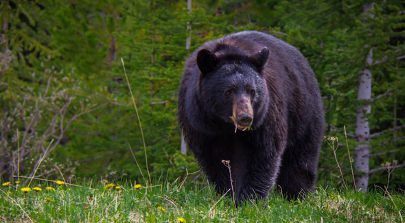 Black Bear © Parks Canada / R. Bray