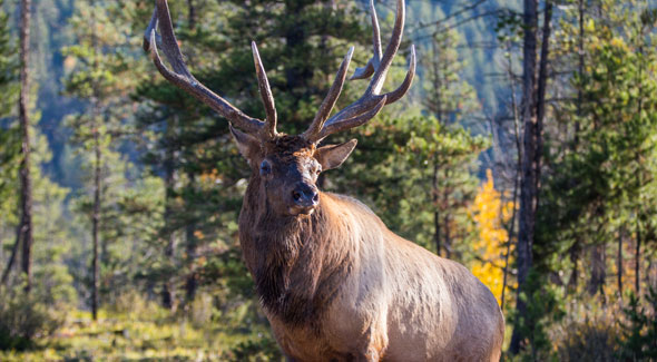 Elk © Parks Canada / R. Bray 