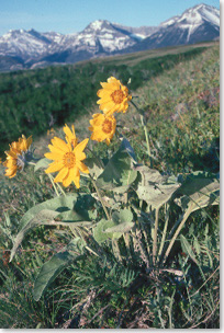 Large, yellow balsamroot flowers on a mountainside